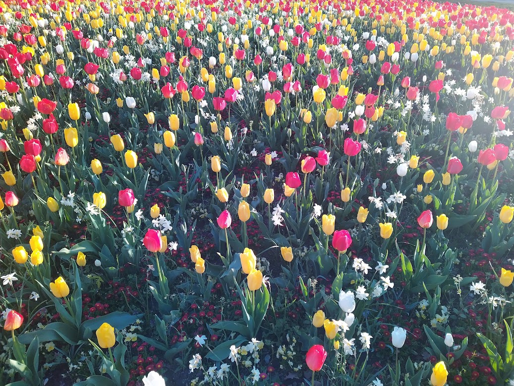 Avenue à Leiden aux Pays-Bas avec des tulipes